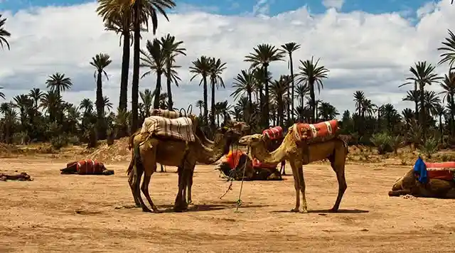 Palm Grove Camel